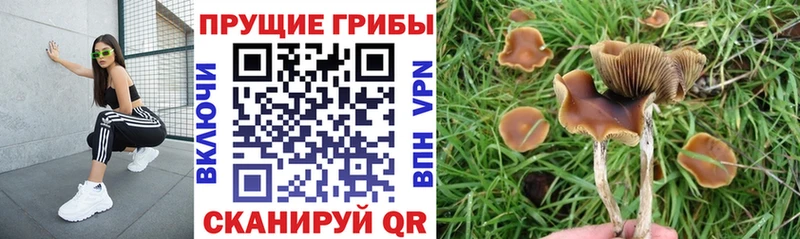 Галлюциногенные грибы Psilocybine cubensis  Купить закладки  Луза 